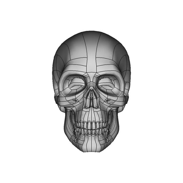 Human Skull To Scale. | 3D Engineering Design File